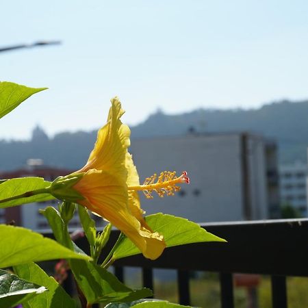 ויאנה דו קסטלו Jardim Da Celeste מראה חיצוני תמונה